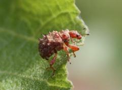 Apoderinae