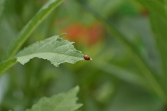 Hippodamia variegata