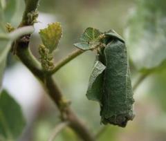 Apoderinae