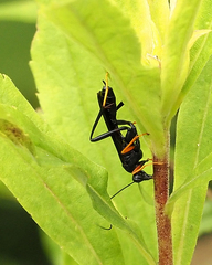 Exetastes fornicator nervulus