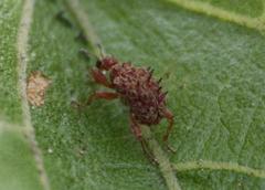 Apoderinae