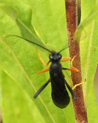 Exetastes fornicator nervulus