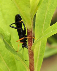 Exetastes fornicator nervulus