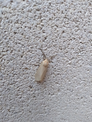 Pygarctia abdominalis