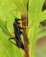 Exetastes fornicator nervulus