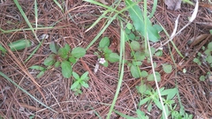 Dyschoriste capitata