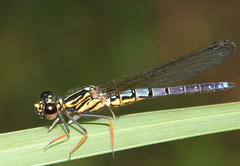 Platycypha caligata caligata