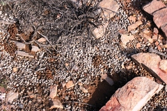 Pronolagus saundersiae