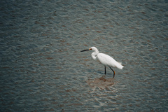 Egretta thula