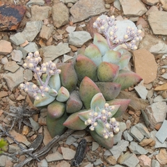 Crassula deltoidea