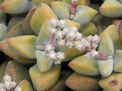 Crassula deltoidea