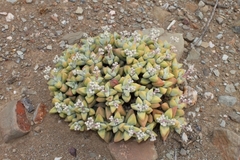 Crassula deltoidea