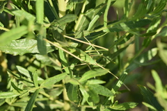 Acrometopa macropoda