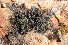 Pelargonium alternans