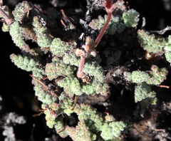 Pelargonium alternans