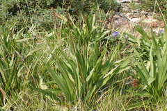 Plantago macrocarpa