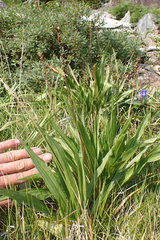 Plantago macrocarpa