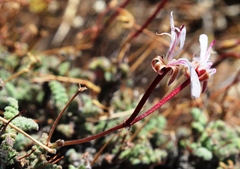 Pelargonium alternans