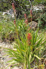 Plantago macrocarpa