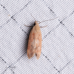 Anacampsis fullonella