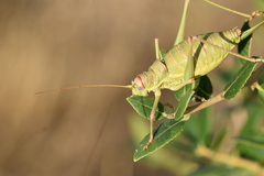 Ephippiger discoidalis