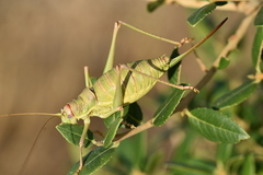 Ephippiger discoidalis