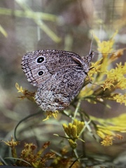 Cercyonis oetus