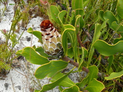 Protea speciosa