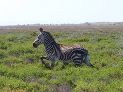 Equus zebra zebra