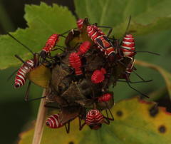 Dysdercus nigrofasciatus