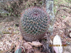 Mammillaria rhodantha fera-rubra