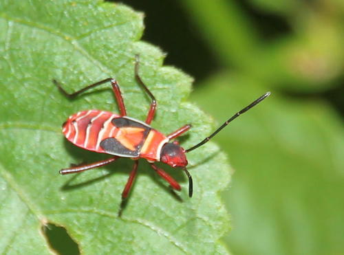 African Cotton Stainer