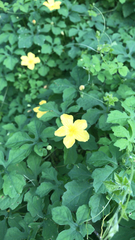 Momordica charantia