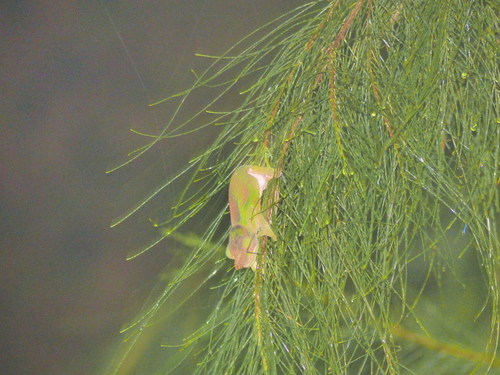 Kinyongia vosseleri