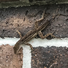 Anolis sagrei