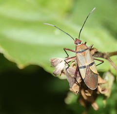 Dysdercus nigrofasciatus