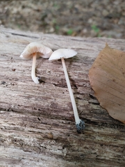 Pluteus velutinus