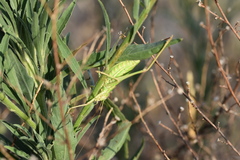 Ephippiger discoidalis