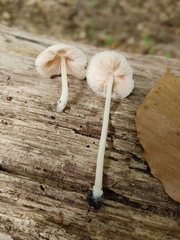 Pluteus velutinus