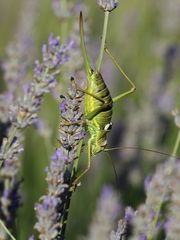 Ephippiger discoidalis