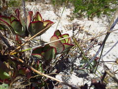 Cotyledon orbiculata orbiculata
