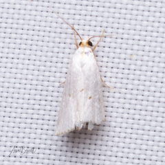 Argyria gonogramma