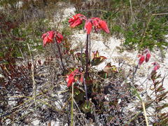 Cotyledon orbiculata orbiculata