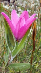Babiana blanda