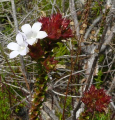 Roella amplexicaulis