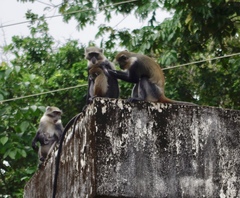 Cercopithecus mitis albogularis