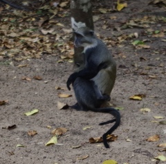 Cercopithecus mitis albogularis