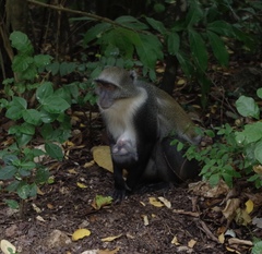 Cercopithecus mitis albogularis