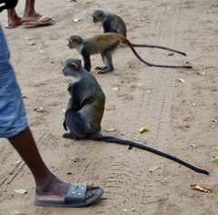 Cercopithecus mitis albogularis