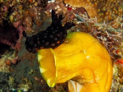 Nembrotha